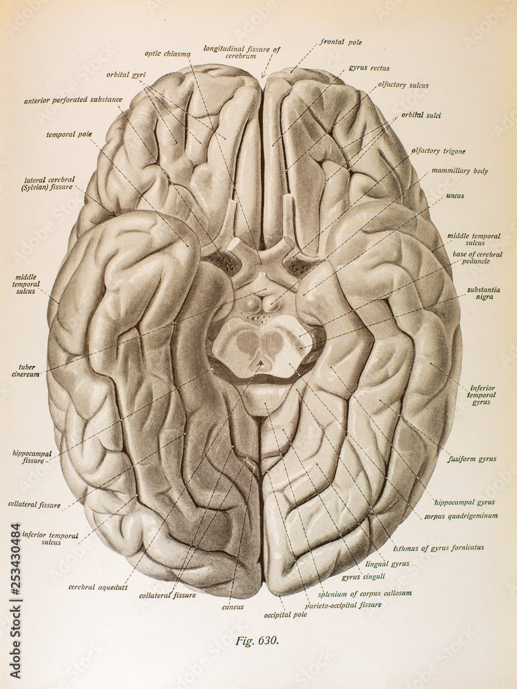 Under Brain Fig 630 - obrazy, fototapety, plakaty 