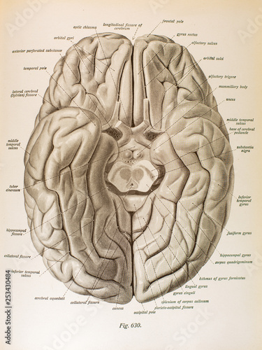Under Brain Fig 630