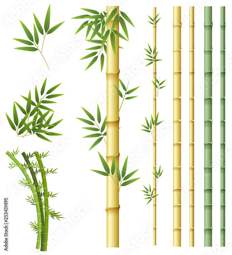 Fototapeta Naklejka Na Ścianę i Meble -  Set of bamboo plant