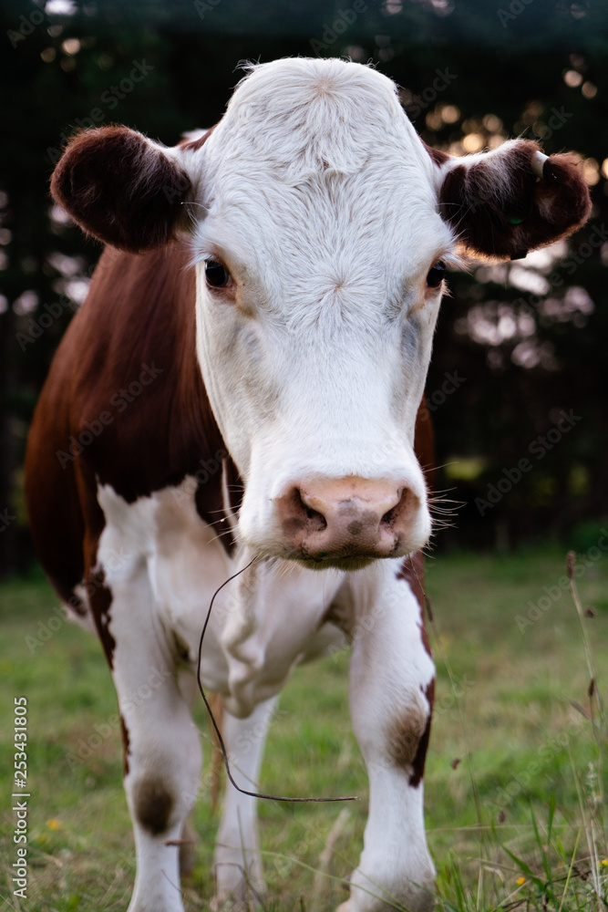 cow in a field