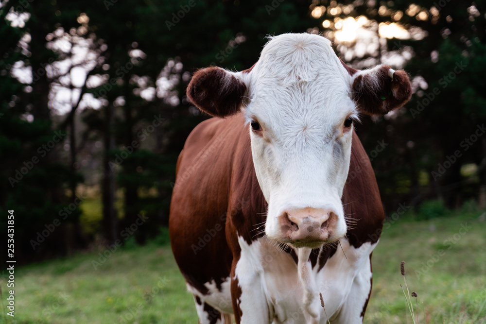 portrait of cow