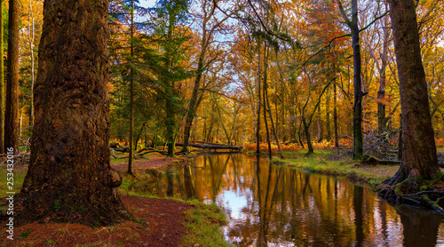 Fotografia New Forest trees in autumn