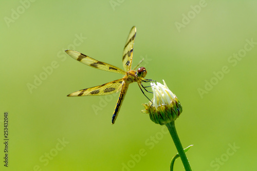 Halloween pennant dragonfly on flower bud on plain green background © KQ Ferris