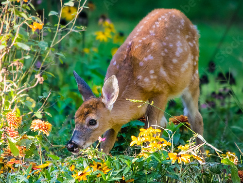 Young white tailed deer fawn in garden photo