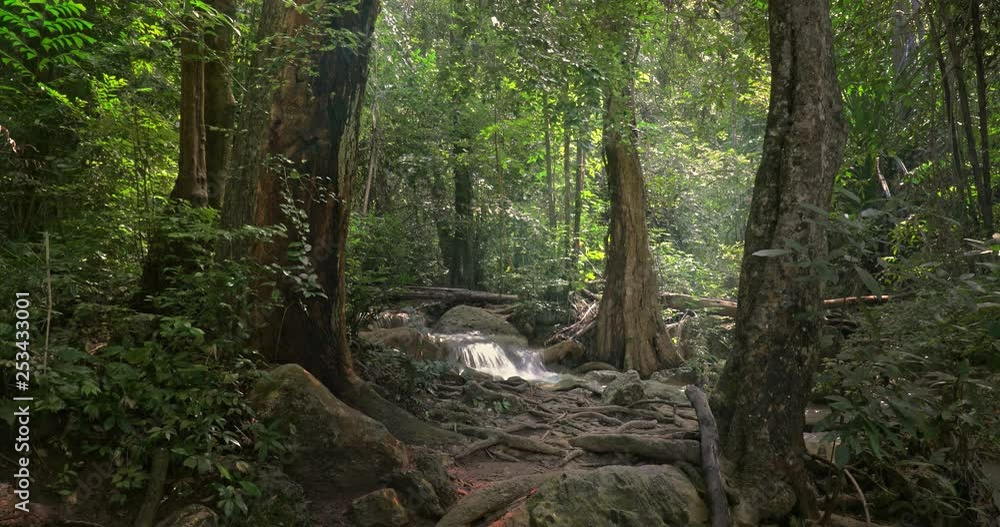 Rainforest nature background. Trees and waterfall in tropical jungle Rainforest nature background. Trees and waterfall in tropical jungle