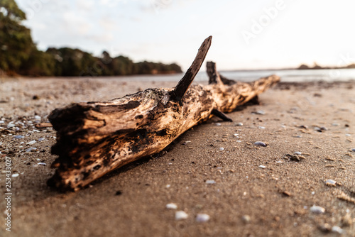 driftwood