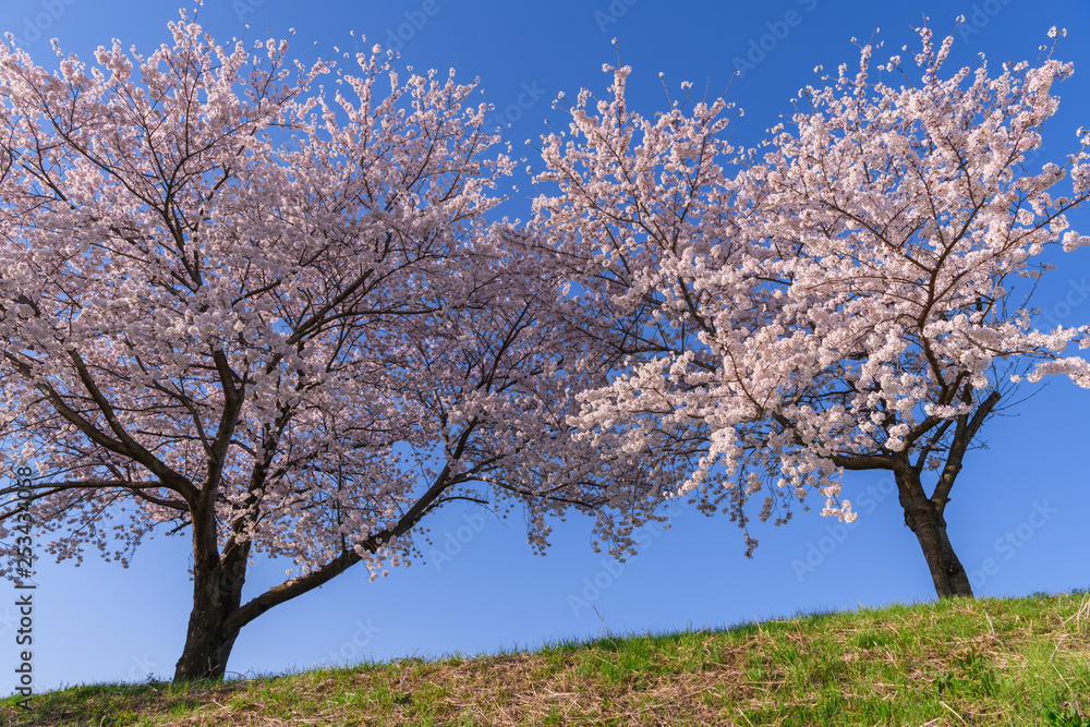 桜 桜