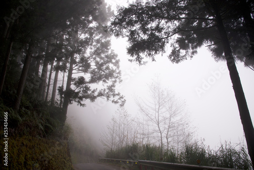 Foggy forest road in Hsinchu, Taiwan