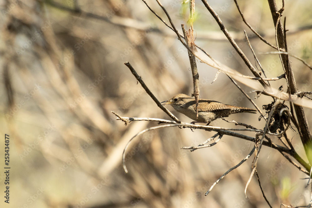 House Wren , Troglodytes Aedon in tree House Wren , Troglodytes Aedon in tree