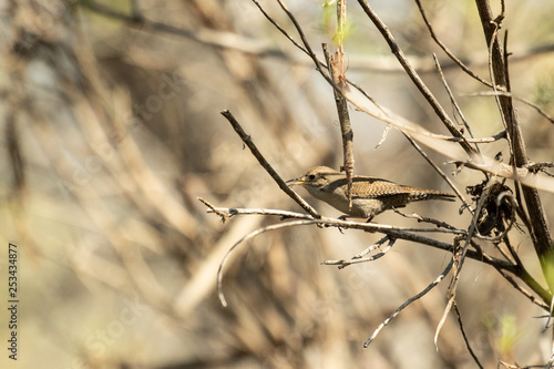 House Wren , Troglodytes Aedon in tree