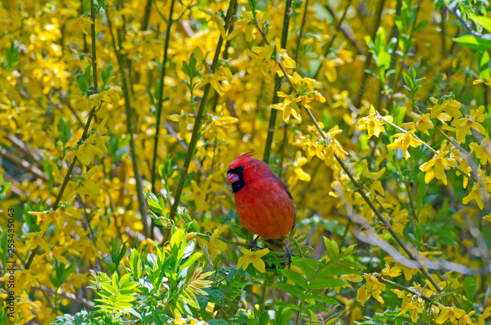Northern Cardinal Northern Cardinal