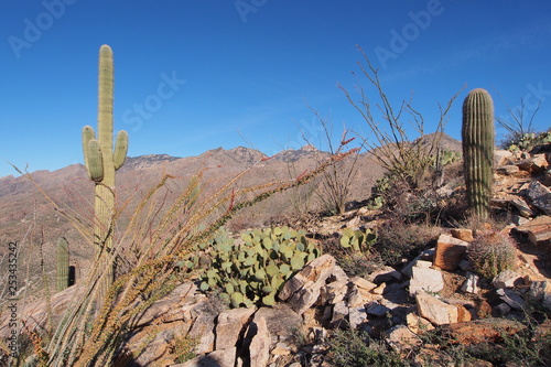 Desert landscape on the Blackett's Ridge Trail in Saguaro National Park near Tucson, Arizona.