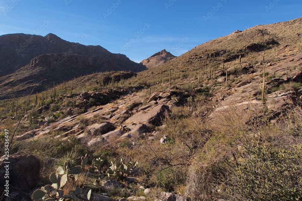 Desert landscape on the Pima Canyon Trail in Saguaro National Park near Tucson, Arizona.