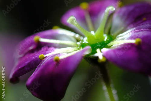 aipine plant saxifraga flower