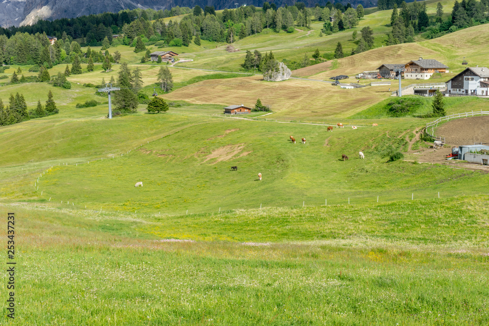 Alpe di Siusi, Seiser Alm with Sassolungo Langkofel Dolomite, a herd of cattle grazing on a lush green field