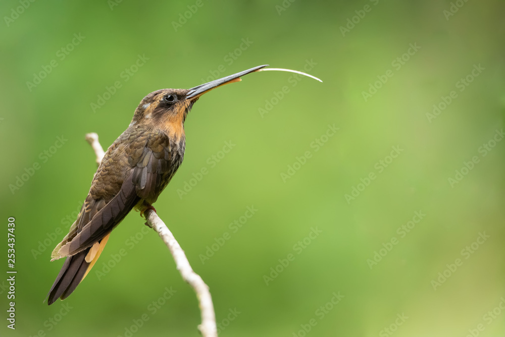 Obraz premium beija flor rajado