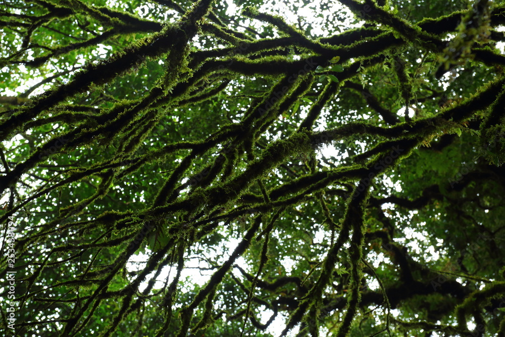Fototapeta premium sunlight throught green moss on nature tree of greenery rainforest jungle
