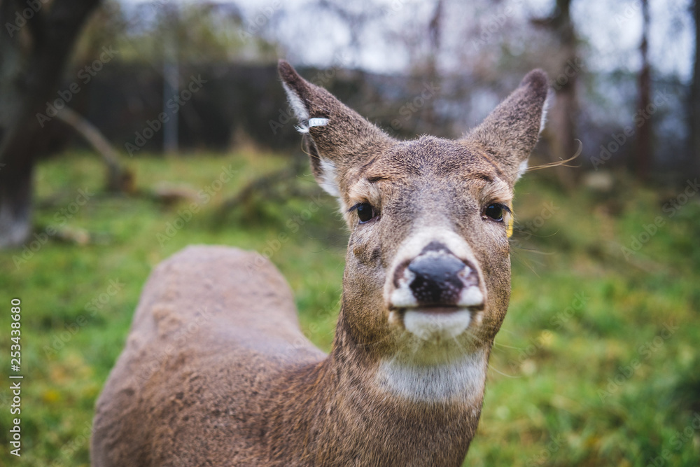 Obraz premium Deer portrait.