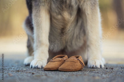 Dog standing over baby shoes. Baby announcement.