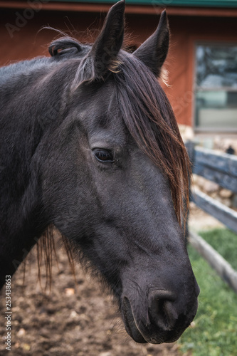 Horse portrait Frisian.