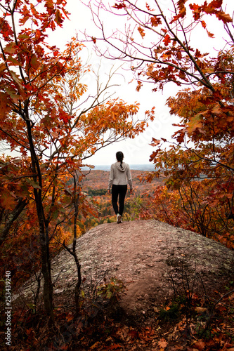 Fall colour forest