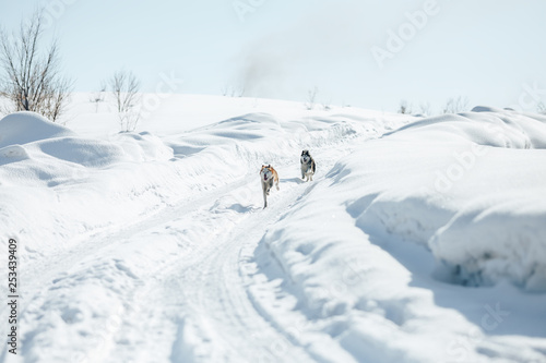 Two Funny Happy Siberian Husky Dogs Running Together Outdoor In Snowy Park At Sunny Winter Day. Smiling Dog. Active Dogs Play In Snow.