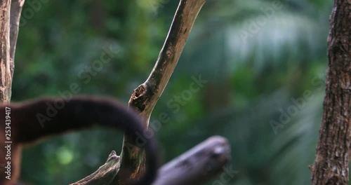 Tufted Capuchin Sapajus apella or Brown Black-capped Capuchin in jungle forest 4K animal video photo