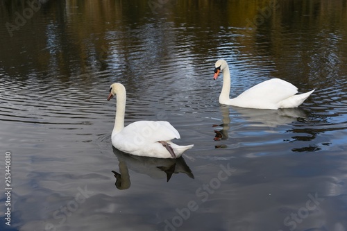 Swan in the lake