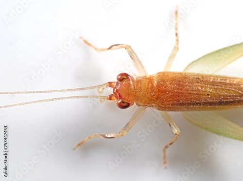 Macro Photo of Cricket Isolated on White Wall