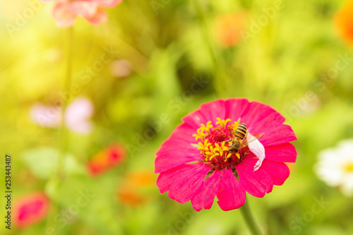 Zinnia flower Zinnia violacea Cav is a flowering plant leaves  orange  red  pink  single flowers bloom with a beautiful sunrise in the morning