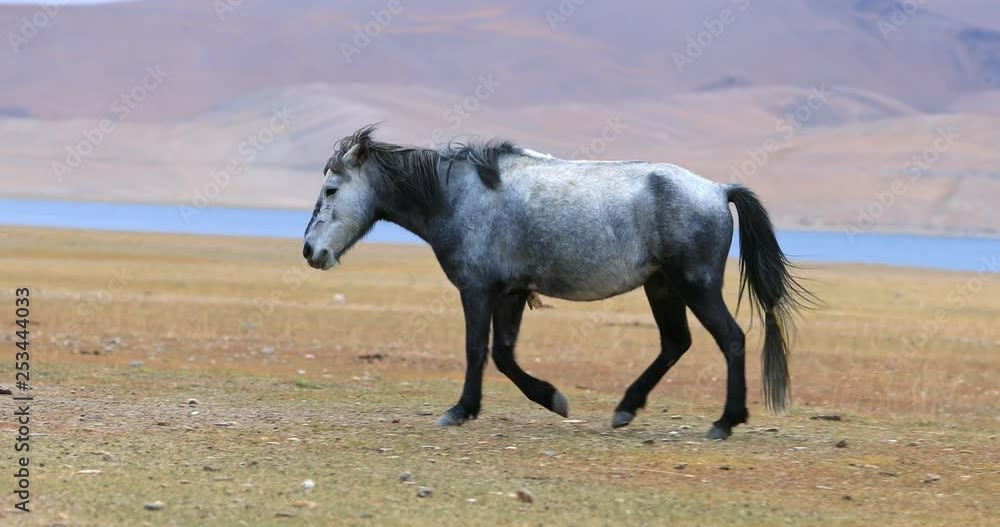 Grey horse in wilderness of Ladakh nature, Tso Moriri lake and mountain hills on background