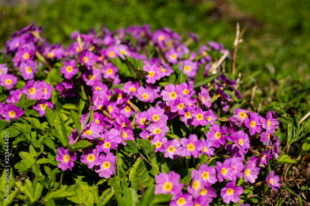 Perennial primrose or primula in the spring garden. Primroses in spring. The beautiful colors primrose flowers garden.Beautiful flowers background under sun rays. Sunny spring weather.