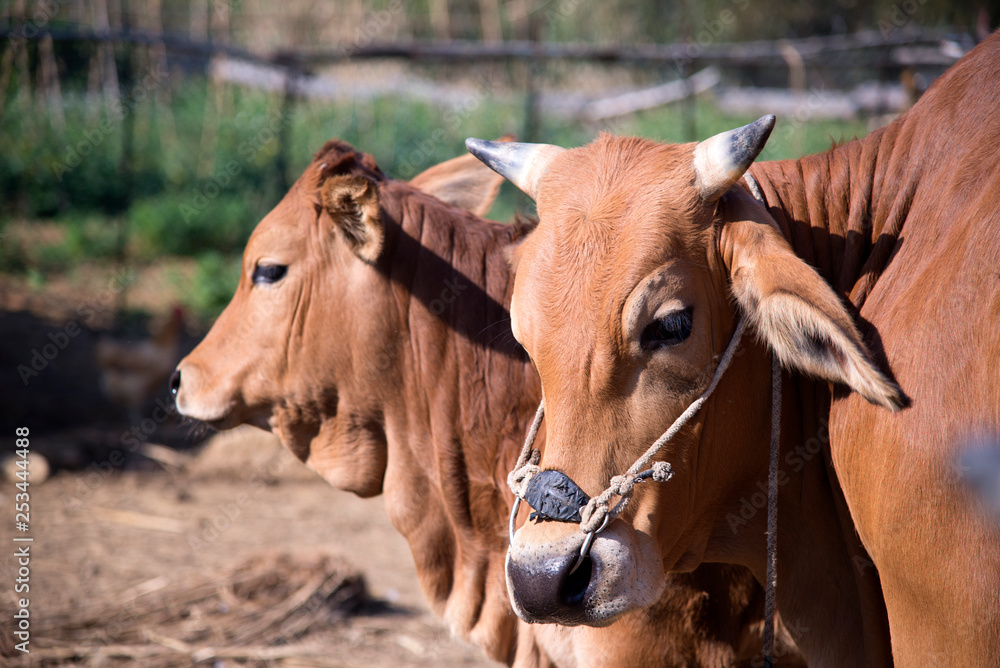 Domestic cattle or ox, European cattle, in Taiwan Domestic cattle or ox, European cattle, in Taiwan