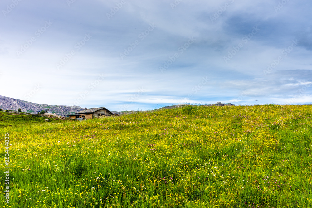 Alpe di Siusi, Seiser Alm with Sassolungo Langkofel Dolomite, a close up of a lush green field