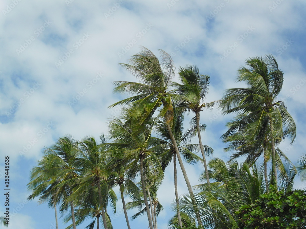 Fototapeta premium Palms