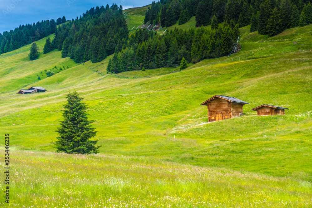 Alpe di Siusi, Seiser Alm with Sassolungo Langkofel Dolomite, a close up of a lush green field Alpe di Siusi, Seiser Alm with Sassolungo Langkofel Dolomite, a close up of a lush green field