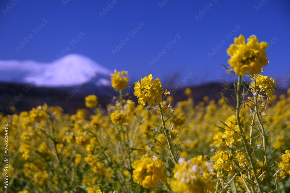Obraz premium 吾妻山の菜の花と富士山遠景