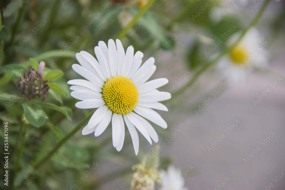 Fototapeta premium Beautiful chamomiles with blurred background in warm Summer day