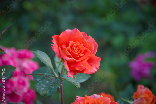 Beautiful orange rose with blurred background in the garden