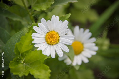 Beautiful chamomiles with blurred background in warm Summer day