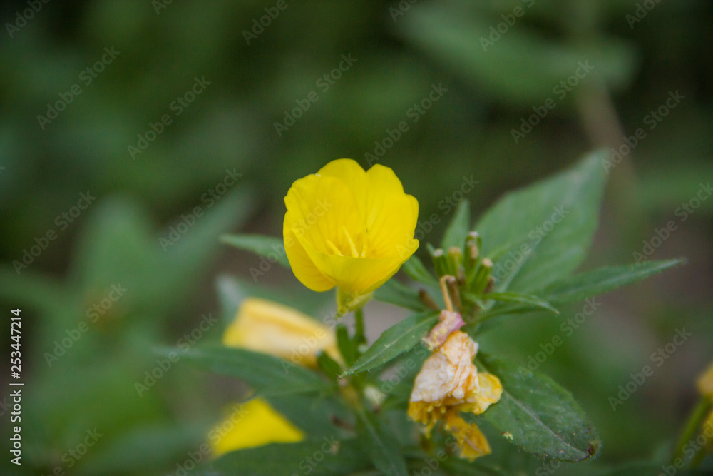 Yellow Oenothera macrocarpa (Primrose) in natural environment Yellow Oenothera macrocarpa (Primrose) in natural environment