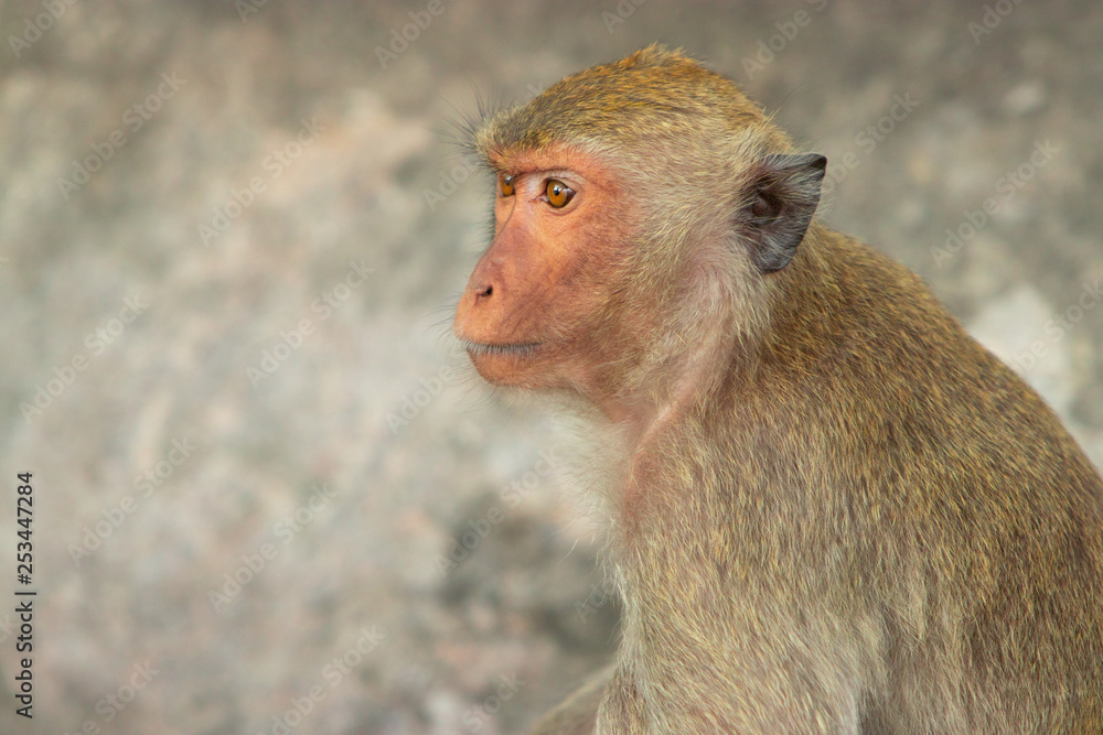 Two macaques play on the rockk in a national park Two macaques play on the rockk in a national park