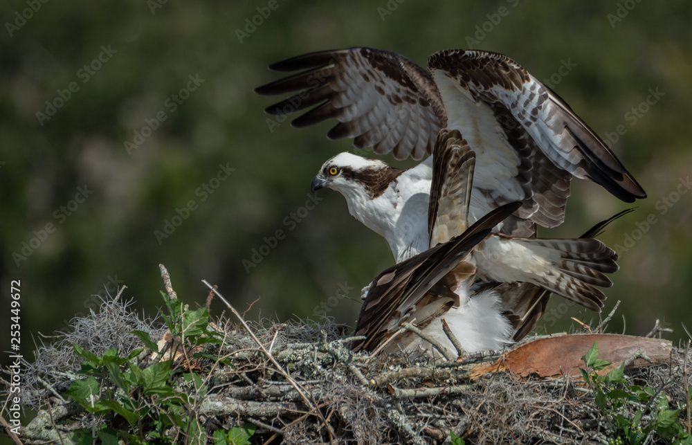Fototapeta premium Osprey Mating 