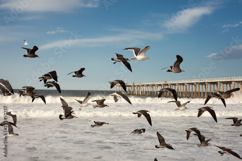 Sea gulls flying past the hermosa Beach Pier