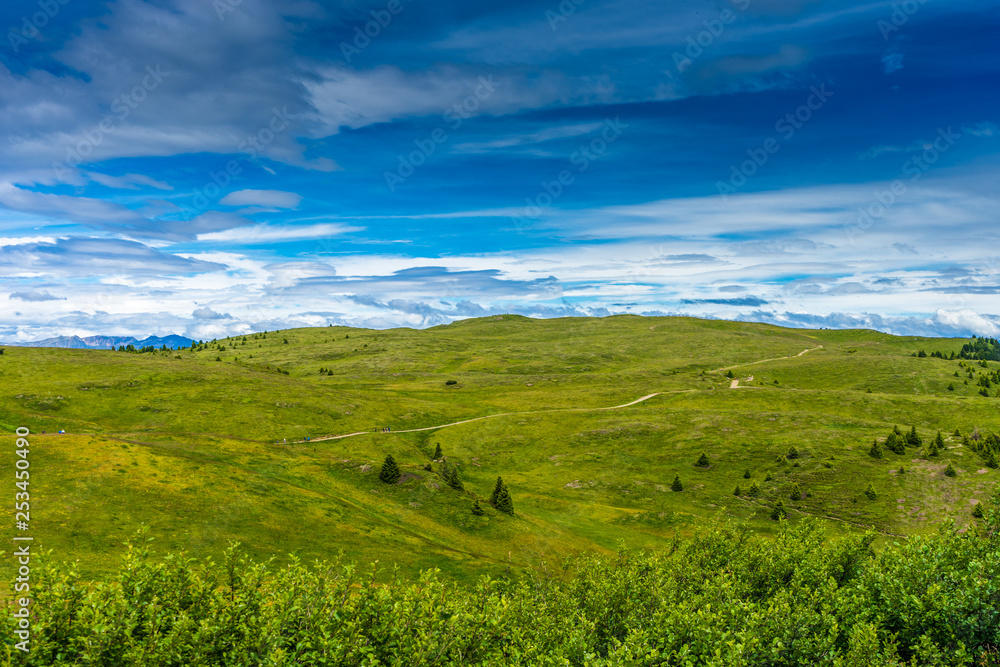 Alpe di Siusi, Seiser Alm with Sassolungo Langkofel Dolomite, a herd of sheep grazing on a lush green field