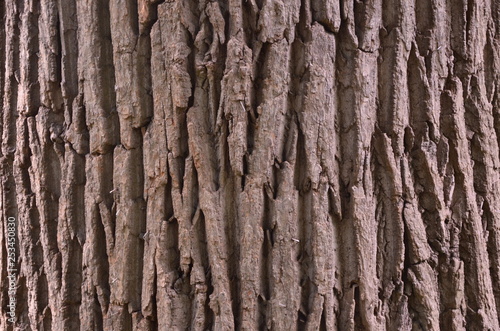 bark of a tree