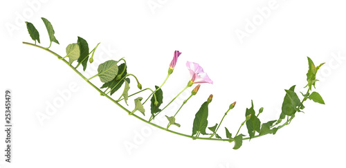 Bindweed sprigs with green ...