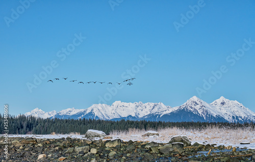 Canada Geese flock flying in Southeast Alaska photo