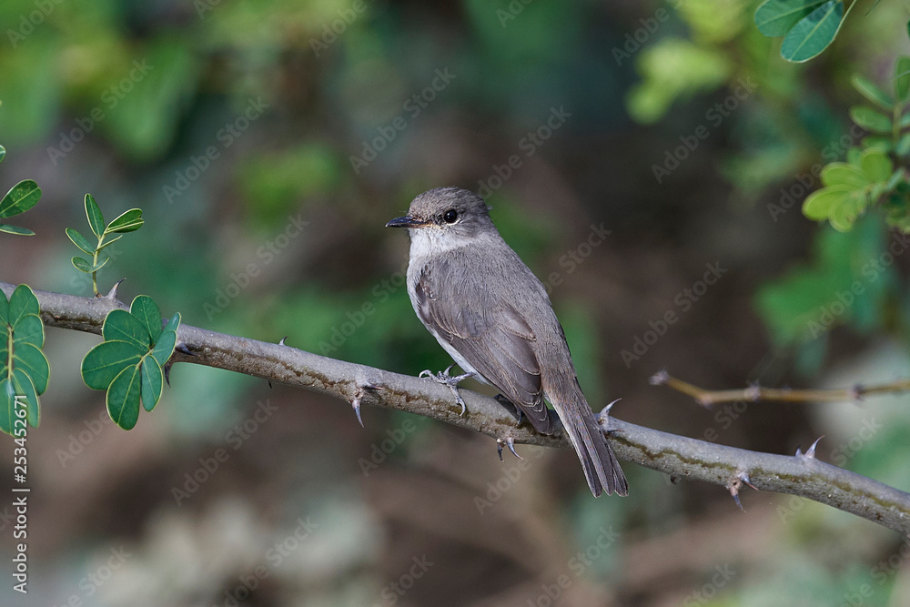Swamp flycatcher (Muscicapa aquatica)