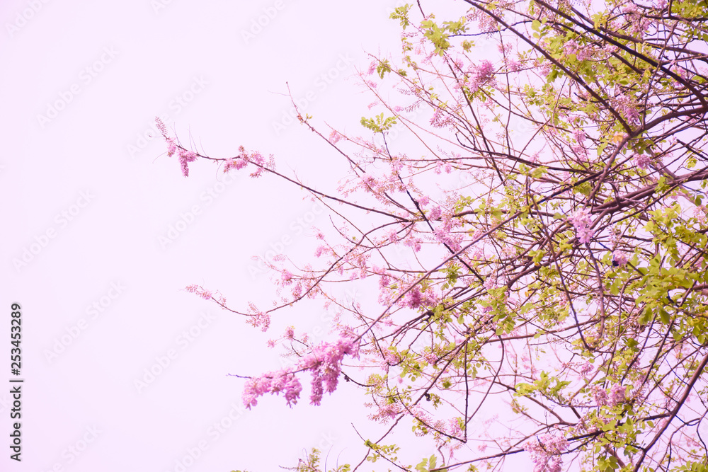 Cherry blossom with beautiful nature